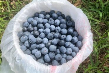 Blueberry Picking Places in Hoover Alabama