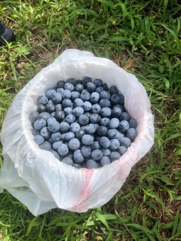 Blueberry Picking Places in Hoover Alabama