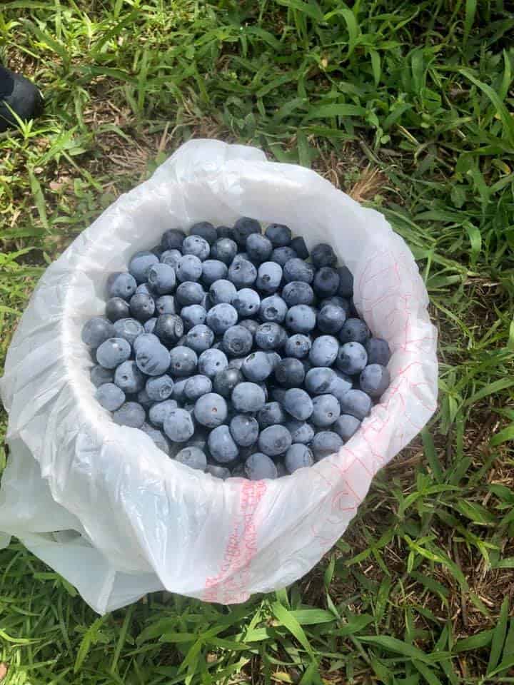 Blueberry Picking Places in Hoover Alabama