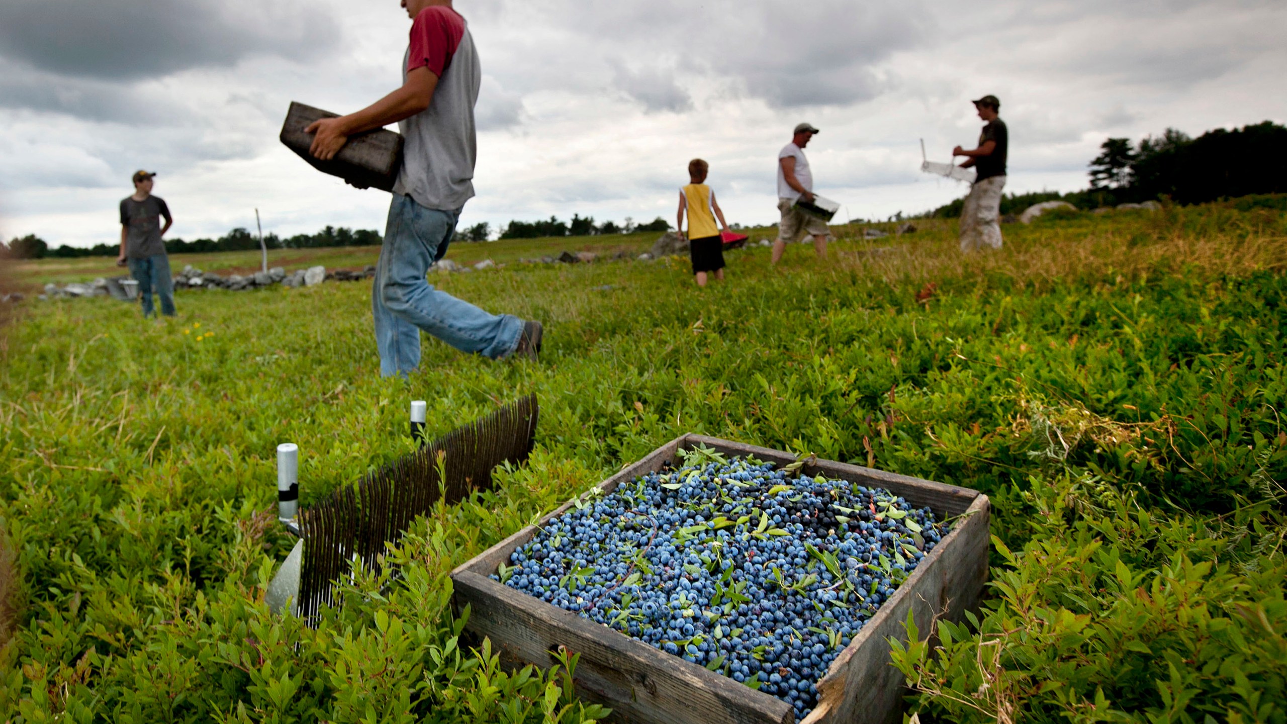 Blueberry Picking Places in Indianapolis Indiana