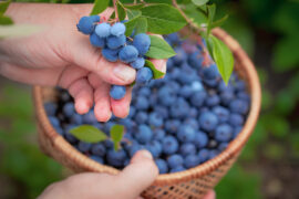 Blueberry Picking Places in Jackson Mississippi