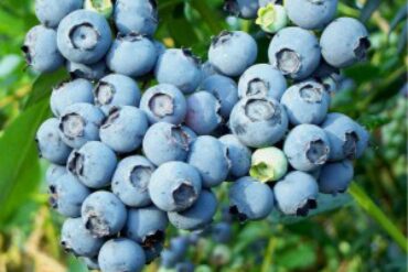 Blueberry Picking Places in Joliet Illinois