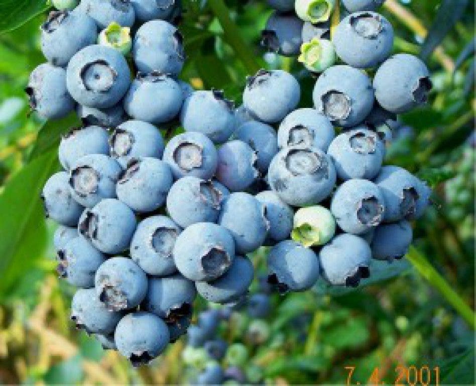 Blueberry Picking Places in Joliet Illinois