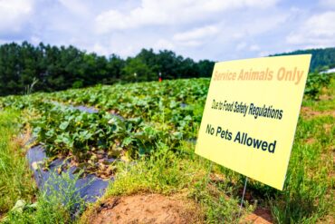 Blueberry Picking Places in Kendall Florida