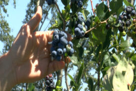 Blueberry Picking Places in Kennewick Washington