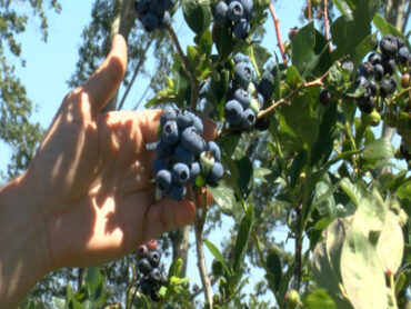 Blueberry Picking Places in Kennewick Washington