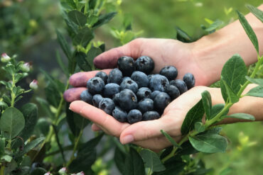 Blueberry Picking Places in Kissimmee Florida