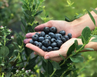 Blueberry Picking Places in Kissimmee Florida