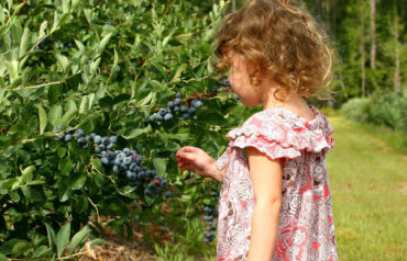 Blueberry Picking Places in Lafayette Louisiana