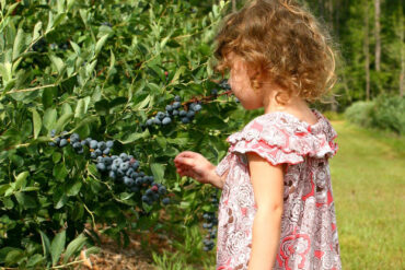 Blueberry Picking Places in Lafayette Louisiana