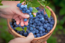 Blueberry Picking Places in Lawton Oklahoma