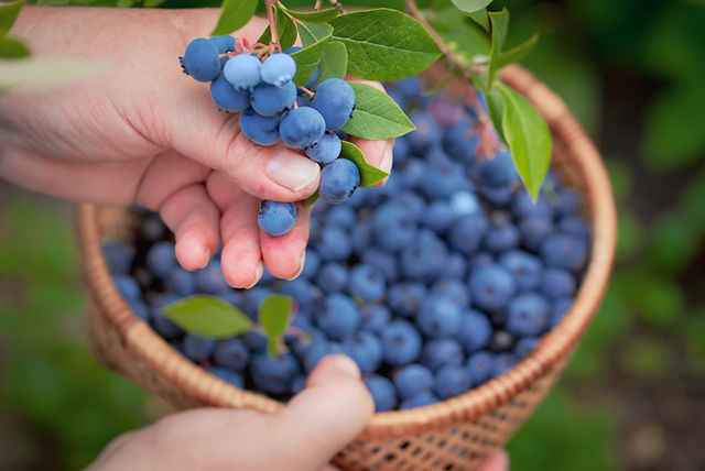 Blueberry Picking Places in Lawton Oklahoma