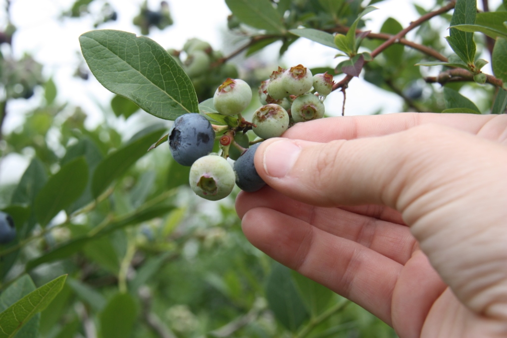 Blueberry Picking Places in Lexington Kentucky