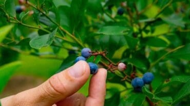 Blueberry Picking Places in Mobile Alabama