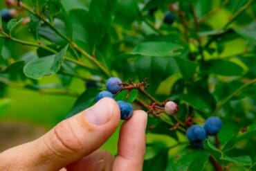 Blueberry Picking Places in Mobile Alabama