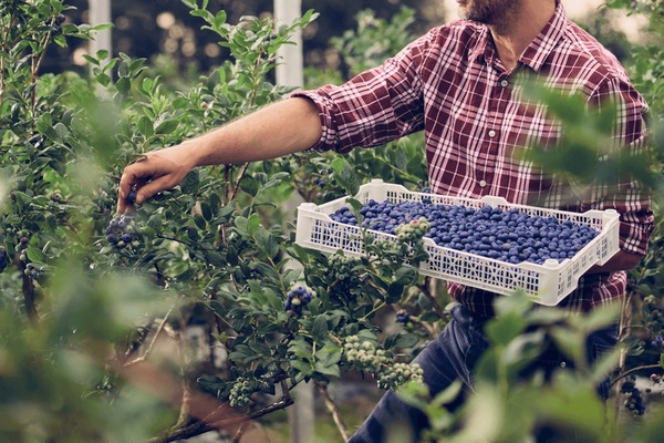 Blueberry Picking Places in Mount Vernon New York