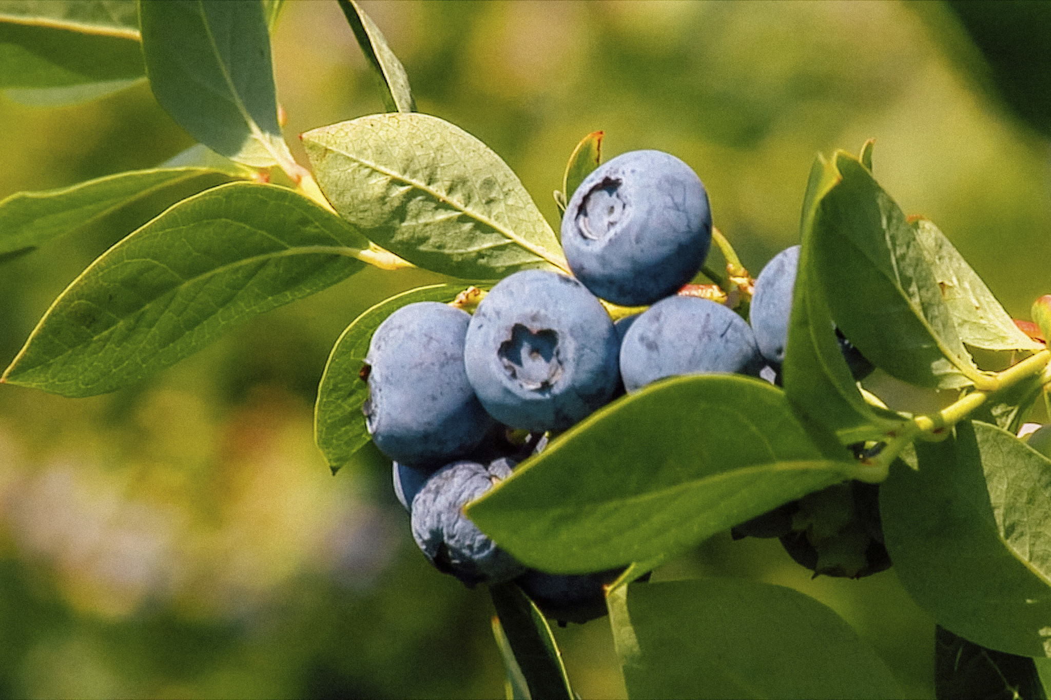 Blueberry Picking Places in Naperville Illinois