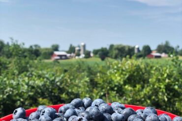 Blueberry Picking Places in New York City