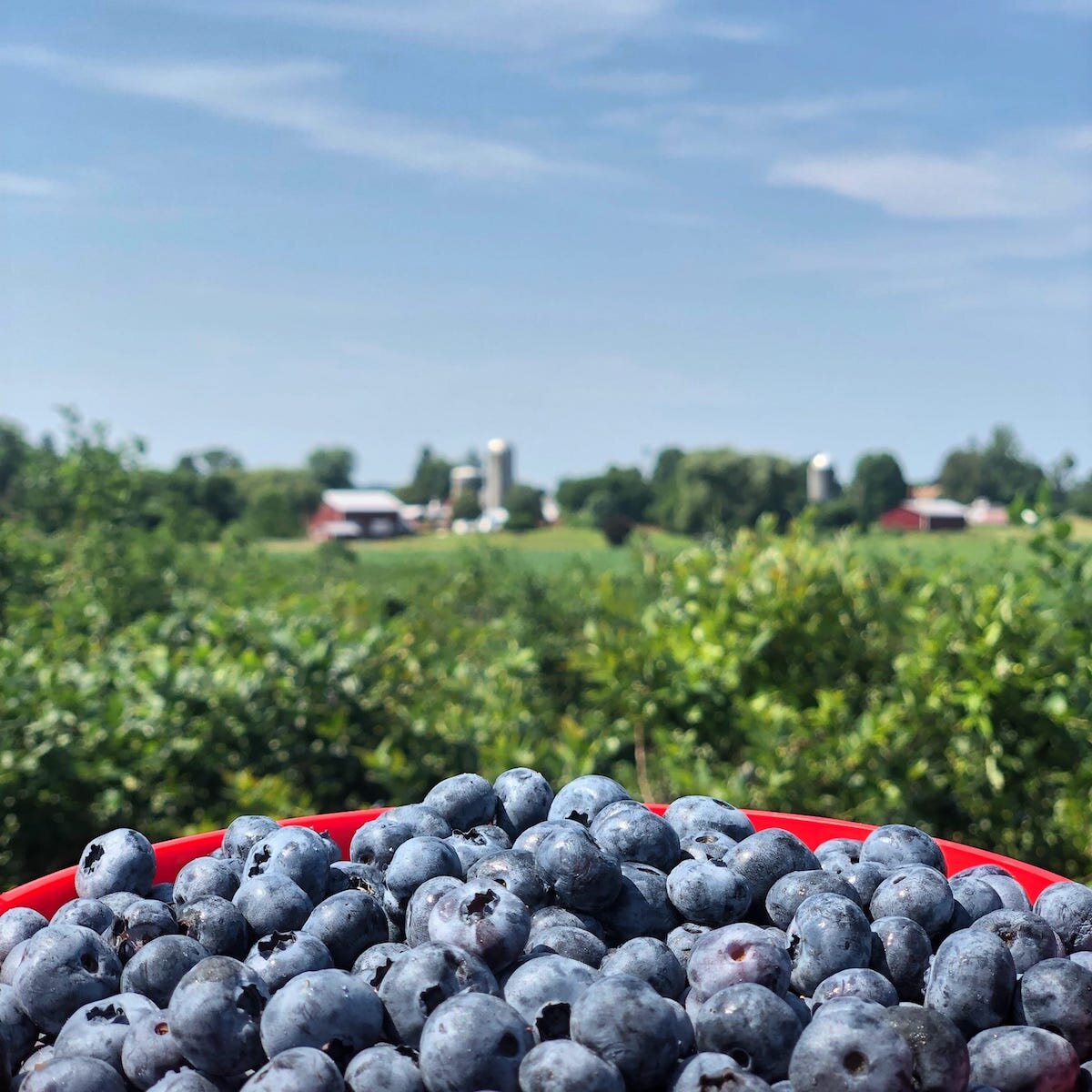 Blueberry Picking Places in New York City