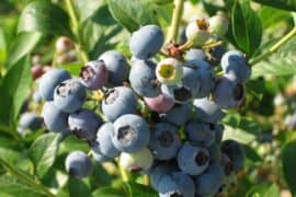 Blueberry Picking Places in Newport News Virginia