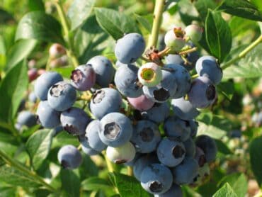 Blueberry Picking Places in Newport News Virginia