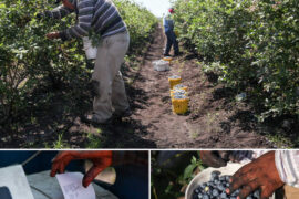 Blueberry Picking Places in North Charleston South Carolina