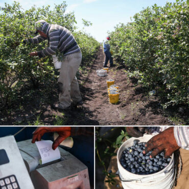 Blueberry Picking Places in North Charleston South Carolina