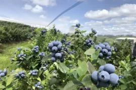 Blueberry Picking Places in Norwalk Connecticut