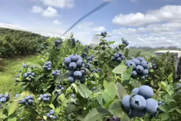 Blueberry Picking Places in Norwalk Connecticut