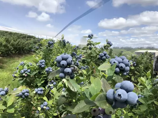 Blueberry Picking Places in Norwalk Connecticut