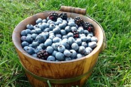 Blueberry Picking Places in Oklahoma City Oklahoma