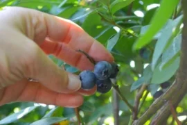 Blueberry Picking Places in Orlando Florida