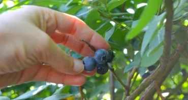 Blueberry Picking Places in Orlando Florida