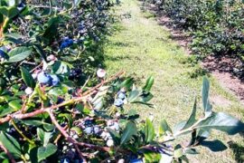 Blueberry Picking Places in Palatine Illinois