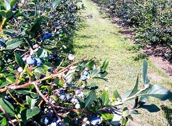 Blueberry Picking Places in Palatine Illinois
