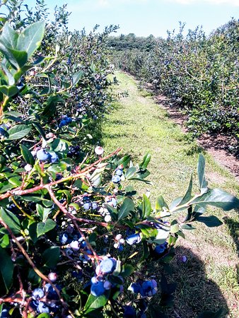 Blueberry Picking Places in Palatine Illinois