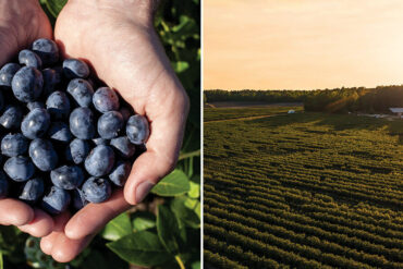 Blueberry Picking Places in Palm Bay Florida