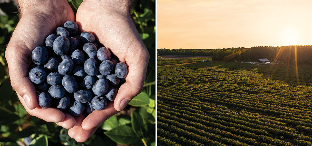 Blueberry Picking Places in Palm Bay Florida