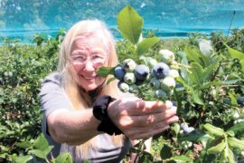 Blueberry Picking Places in Pawtucket Rhode Island