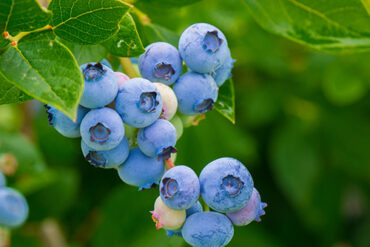 Blueberry Picking Places in Peoria Illinois