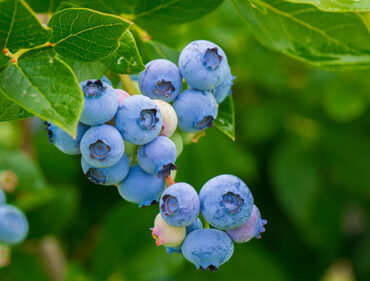 Blueberry Picking Places in Peoria Illinois