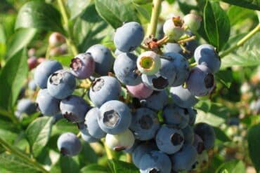 Blueberry Picking Places in Portsmouth Virginia