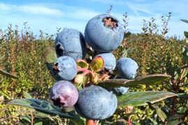 Blueberry Picking Places in Pueblo Colorado