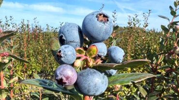 Blueberry Picking Places in Pueblo Colorado