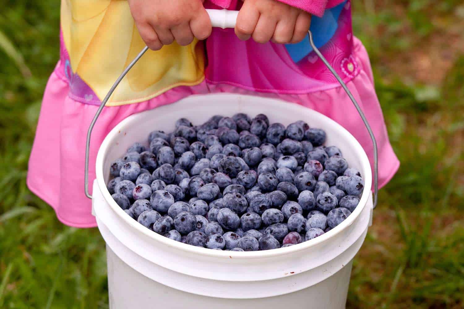 Blueberry Picking Places in Rapid City South Dakota