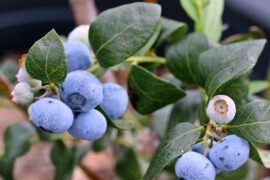 Blueberry Picking Places in Riverview Florida