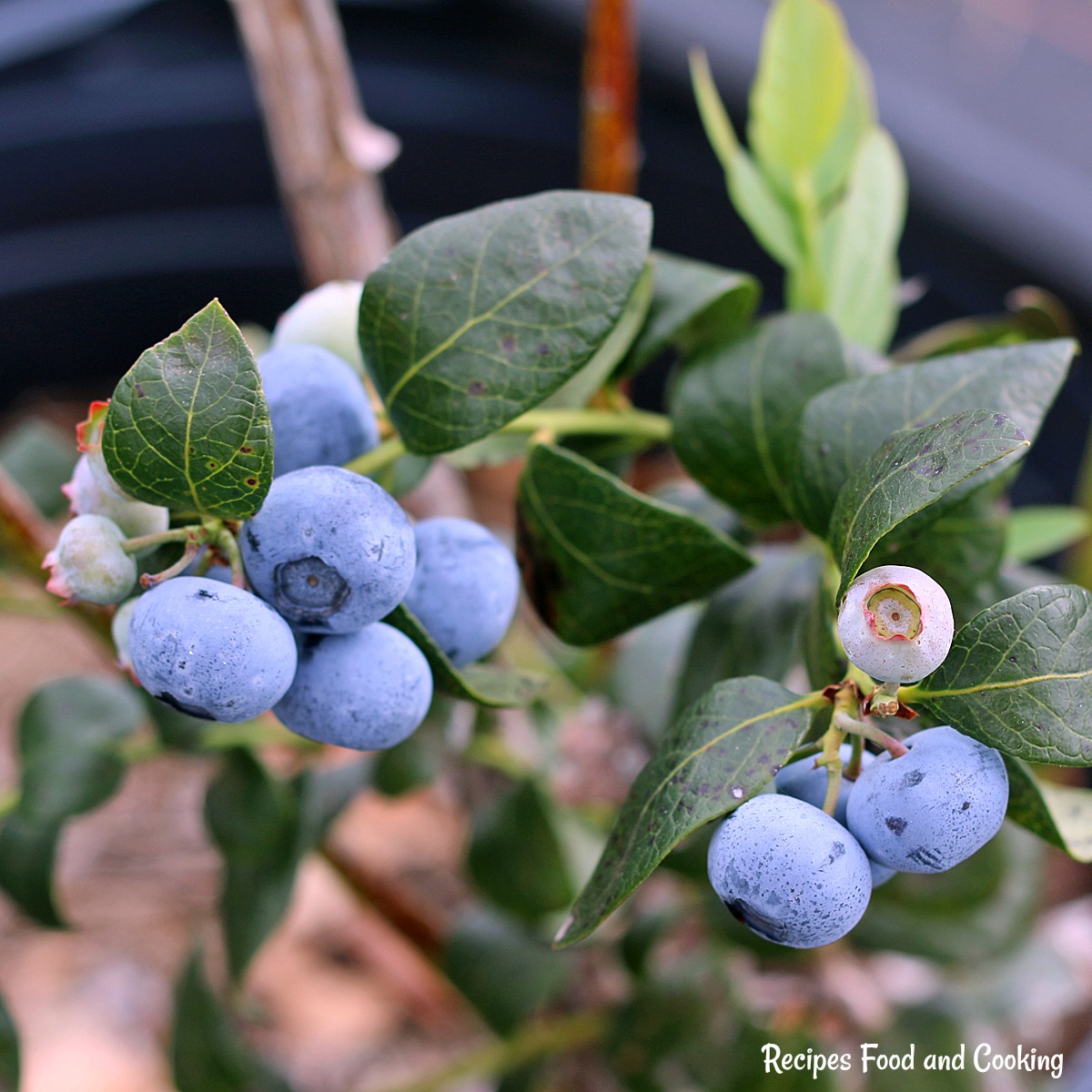 Blueberry Picking Places in Riverview Florida