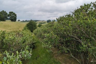 Blueberry Picking Places in Roanoke Virginia