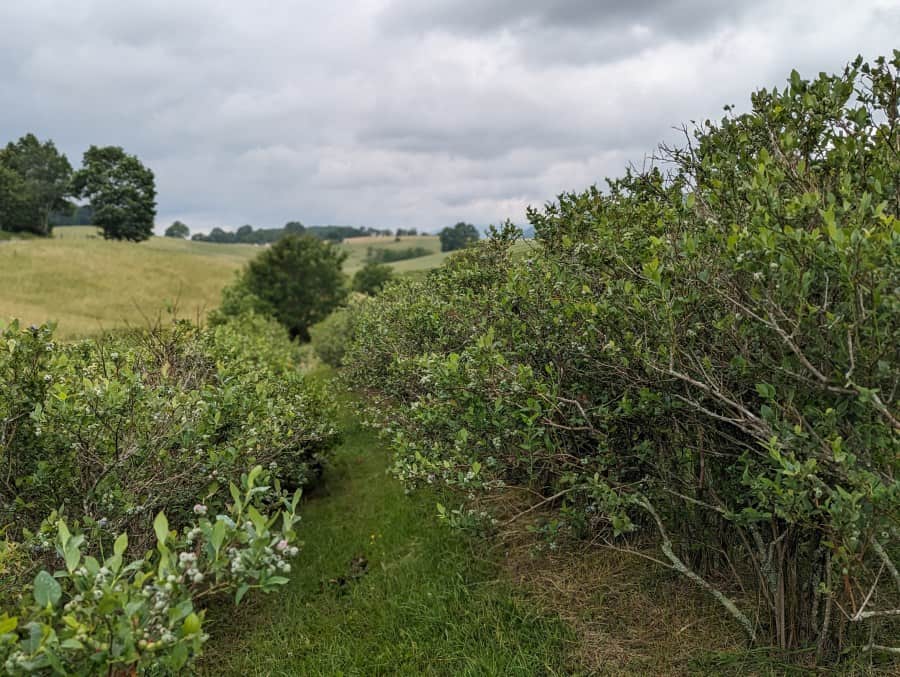 Blueberry Picking Places in Roanoke Virginia