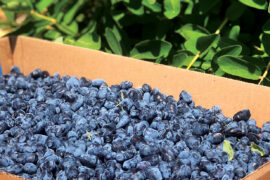 Blueberry Picking Places in Rochester Minnesota